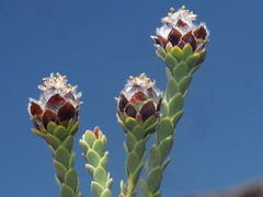 Leucadendron dubium