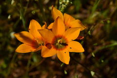 Ixia curta