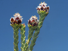 Leucadendron dubium