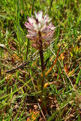 Lachenalia contaminata