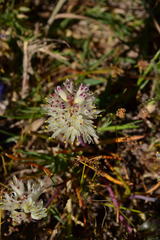 Lachenalia contaminata