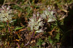 Lachenalia contaminata