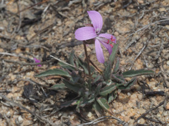 Pelargonium coronopifolium