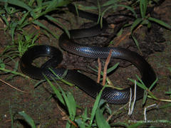 Atractaspis bibronii