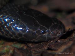 Atractaspis bibronii