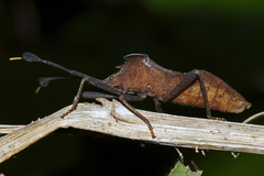 Dalader planiventris