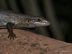 Trachylepis maculilabris
