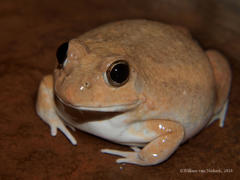 Tomopterna marmorata