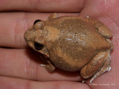 Tomopterna marmorata