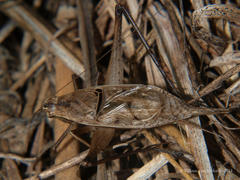 Xenogryllus eneopteroides