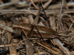 Xenogryllus eneopteroides