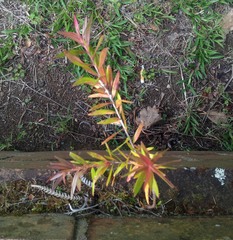 Leptospermum morrisonii
