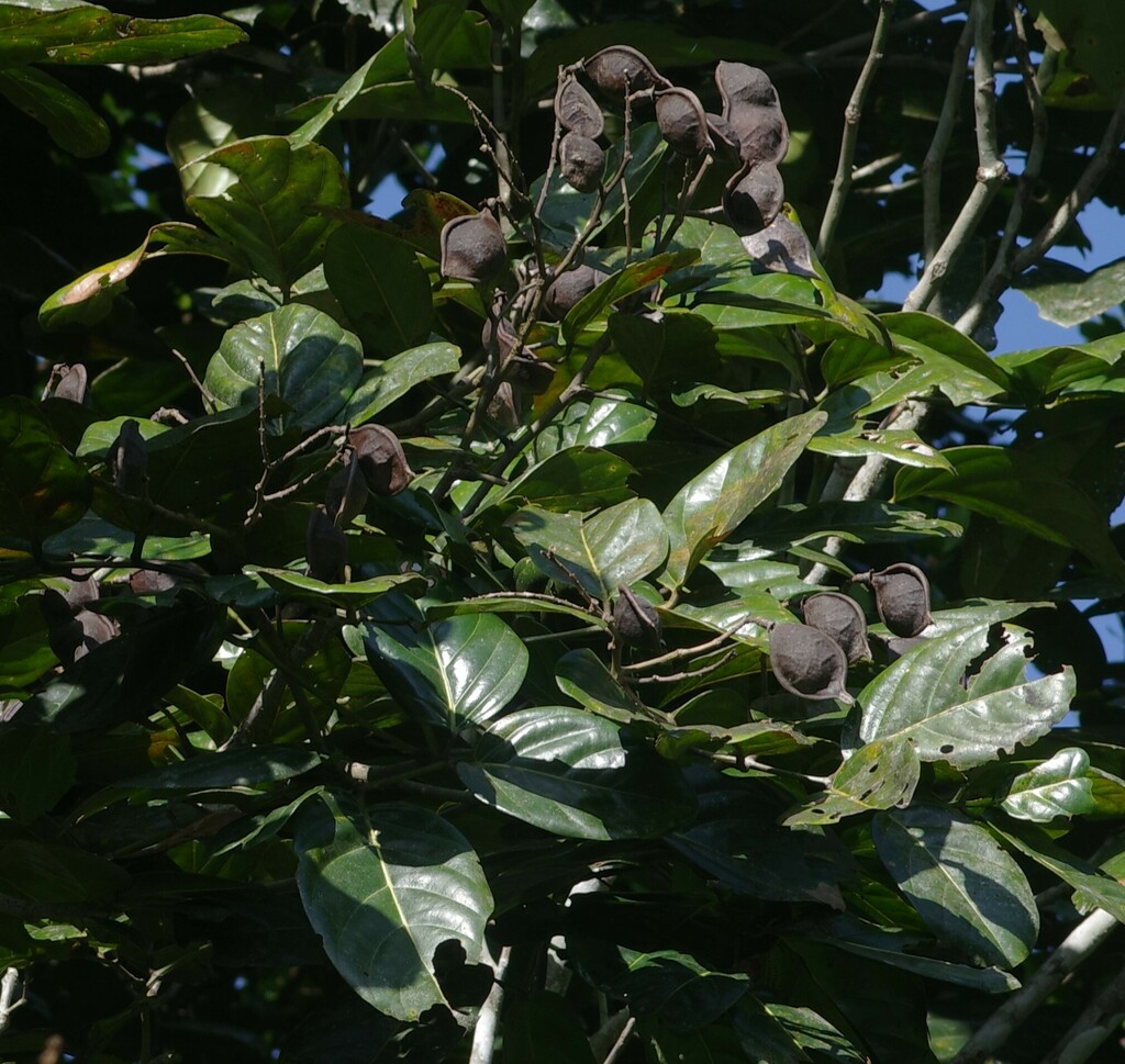 Ormosia coutinhoi
