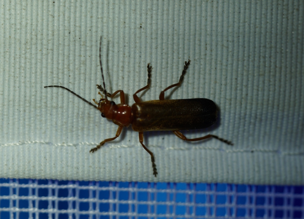 Ancistronycha erichsonii from Kainisch, 8984 PichlKainisch, Österreich