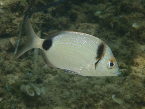 Sea Bream