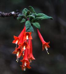Fuchsia apetala