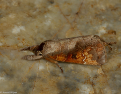 Clostera bramah