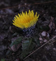 Hypochaeris sessiliflora
