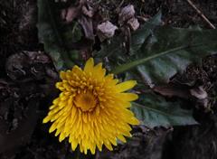 Hypochaeris sessiliflora