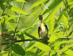 Orthotomus atrogularis