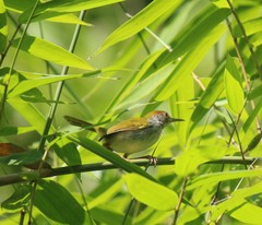 Orthotomus atrogularis