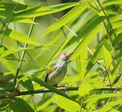 Orthotomus atrogularis