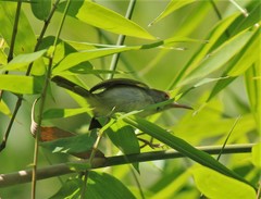 Orthotomus atrogularis