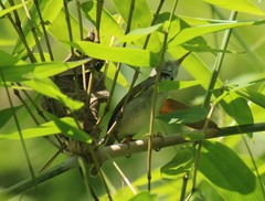 Orthotomus atrogularis