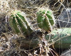 Stenocereus montanus