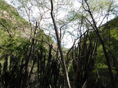 Stenocereus montanus