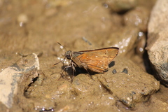 Pithauria marsena