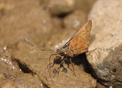 Pithauria marsena