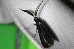 Pollanisus apicalis