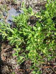 Centipeda cunninghamii