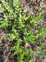 Centipeda cunninghamii