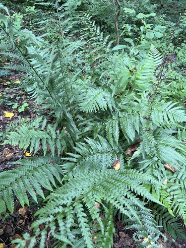 Dryopteris × australis, photograph 5