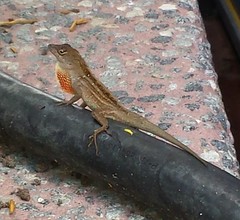 Anolis sagrei