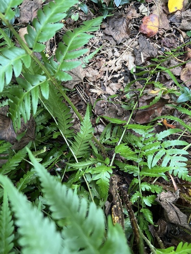 Dryopteris × australis, photograph 6