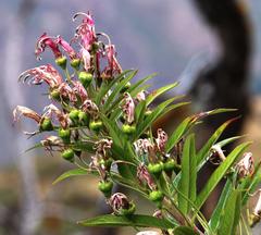 Siphocampylus krauseanus