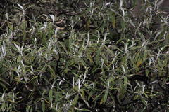 Buddleja incana
