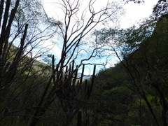 Stenocereus montanus