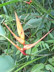 Heliconia latispatha image