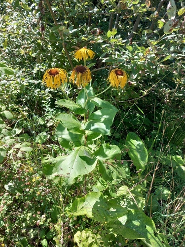 Inula magnifica (Inula magnifica)