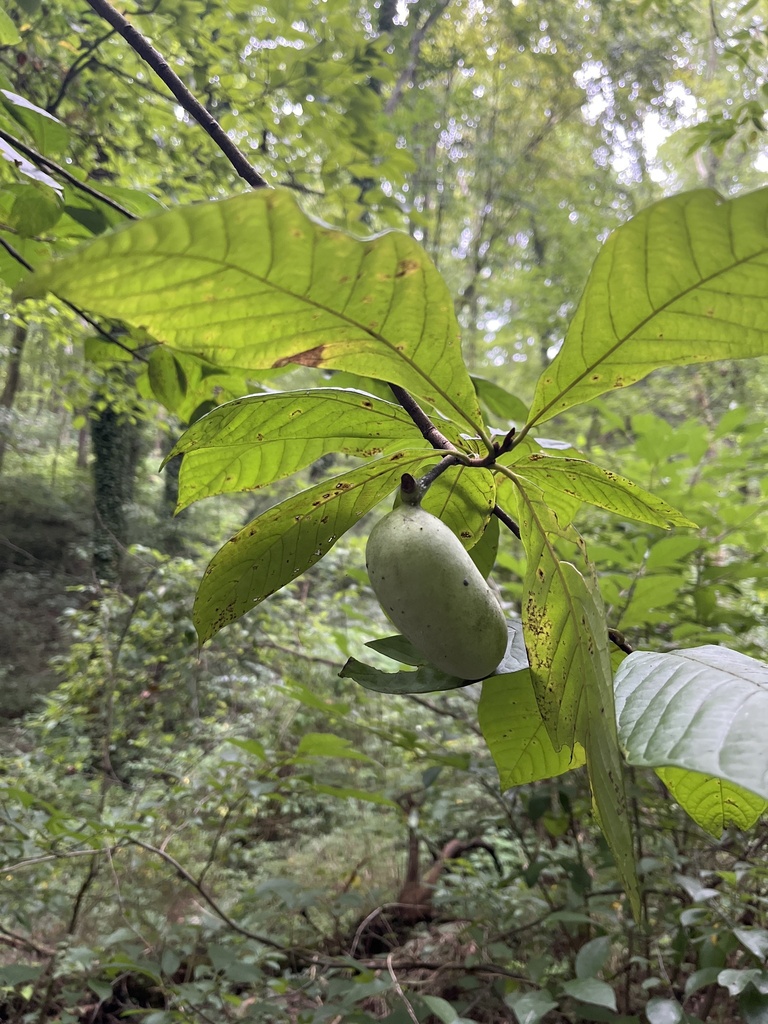 common pawpaw from East Knoxville, Knoxville, TN, US on August 14, 2023 ...