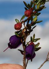 Brachyotum rostratum