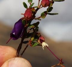 Brachyotum rostratum