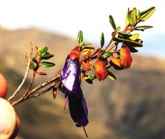 Brachyotum rostratum