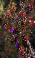 Brachyotum rostratum