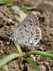 Icaricia shasta