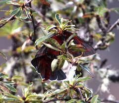 Metardaris cosinga